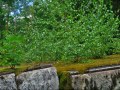 61-IMG_6511