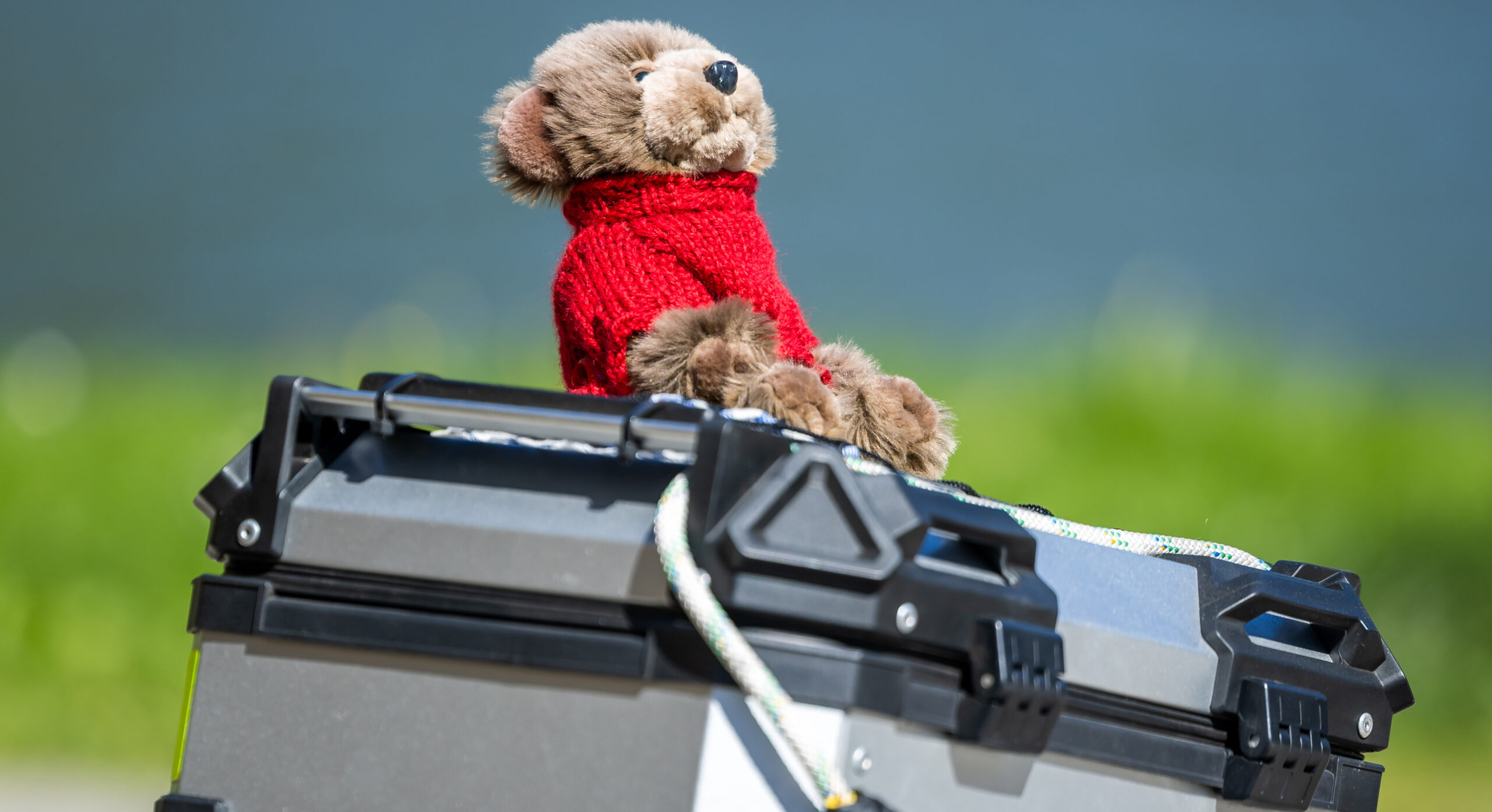 Der Polarbär